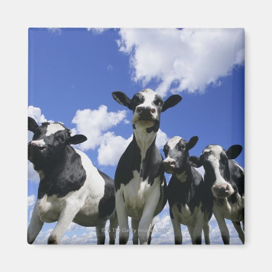 四つの子牛の虫の目ビュー マグネット (正面)