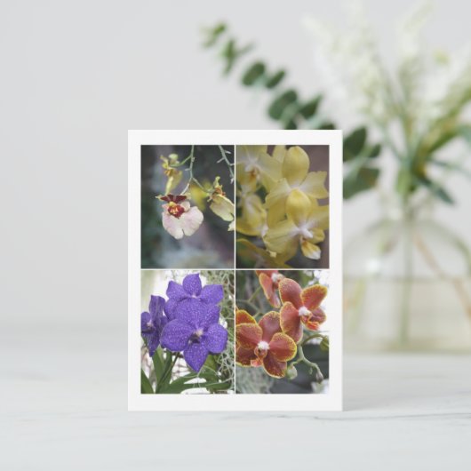 四つの蘭 ポストカード (スタンド正面)