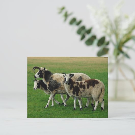 四つの角のついた羊のはがき ポストカード (スタンド正面)