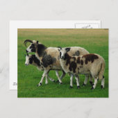 四つの角のついた羊のはがき ポストカード (正面/裏面)