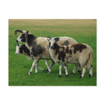 四つの角のついた羊のはがき