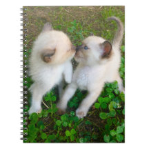 四つ葉のクローバーでキスする子猫