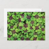 四つ葉のクローバー、ソレル、露のパッチ ポストカード (正面/裏面)