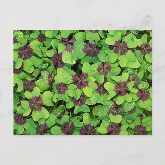 四つ葉のクローバー、ソレル、露のパッチ ポストカード (正面)