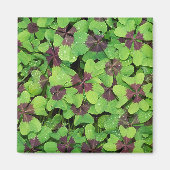 四つ葉のクローバー、ソレル、露のパッチ マグネット (正面)