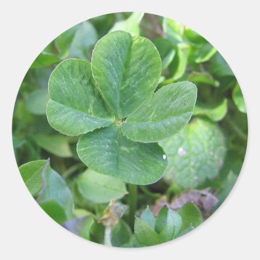四つ葉のクローバー ラウンドシール (正面)