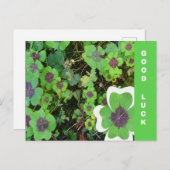 四つ葉クローバーリーフ&パターン幸運はがき ポストカード (正面/裏面)