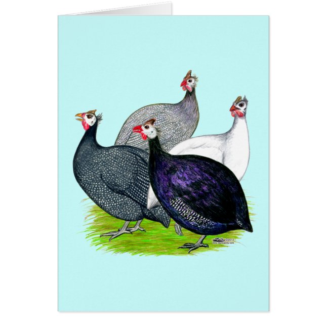 四ギニー (正面)