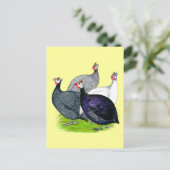 四ギニー ポストカード (スタンド正面)