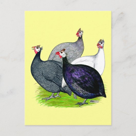 四ギニー ポストカード (正面)