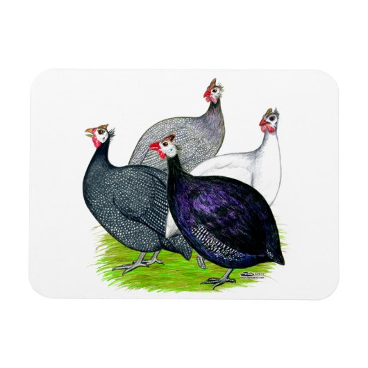 四ギニー マグネット (横)