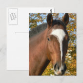 四分の馬はがき ポストカード (正面/裏面)