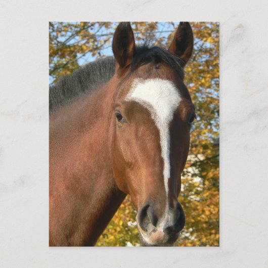 四分の馬はがき ポストカード (正面)