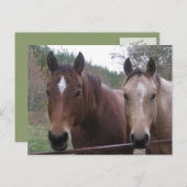 四分の馬はがき ポストカード (正面/裏面)