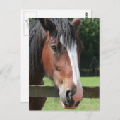 四分の馬葉書の写真 ポストカード (正面/裏面)
