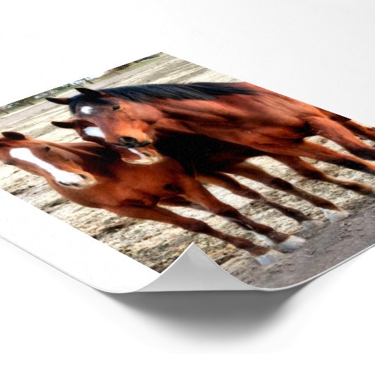 四分の馬術 ポスター (角)