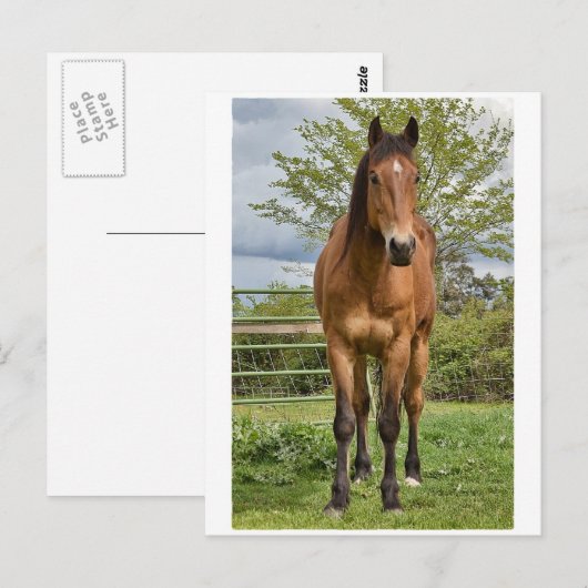四方馬 ポストカード (正面/裏面)