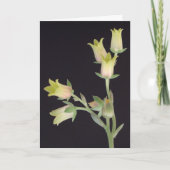 四旬節の小さな花 カード (正面)