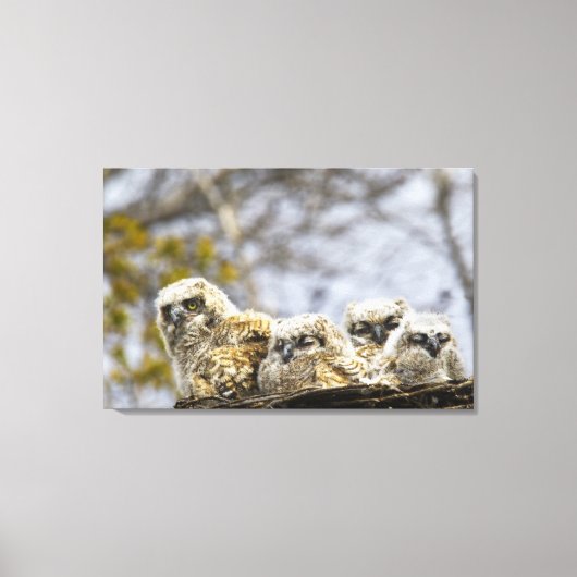 四素晴らし角フクロウ キャンバスプリント (正面)