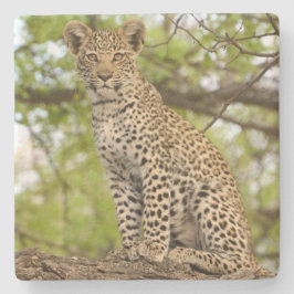 四肢にヒョウが生える。 ストーンコースター