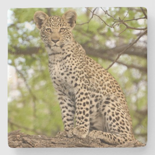 四肢にヒョウが生える。 ストーンコースター (正面)