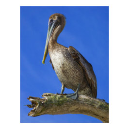 四肢上のペリカン写真プリント フォトプリント           