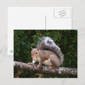 四肢上のリス ポストカード (正面/裏面)