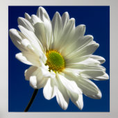 四角デイジーポスター ポスター (正面)