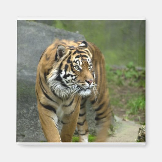 四角磁石 マグネット (正面)