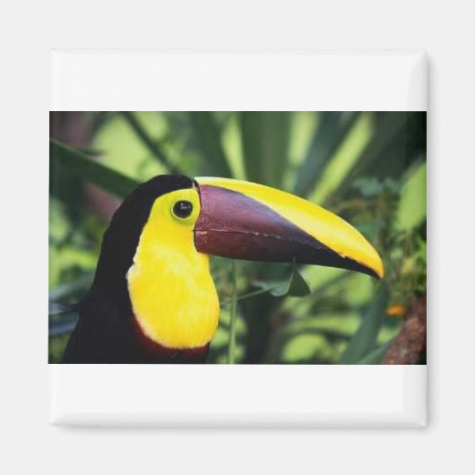 四角磁石 マグネット (正面)