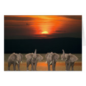 四頭のハッピーゾウ (正面横)