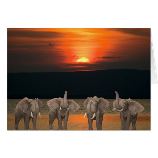 四頭のハッピーゾウ (正面横)