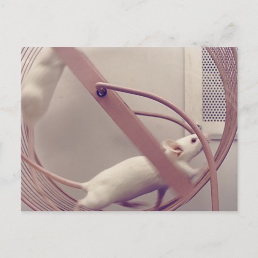 回し車のマウス ポストカード (正面)