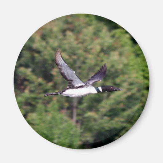 回転磁石 マグネット (正面)