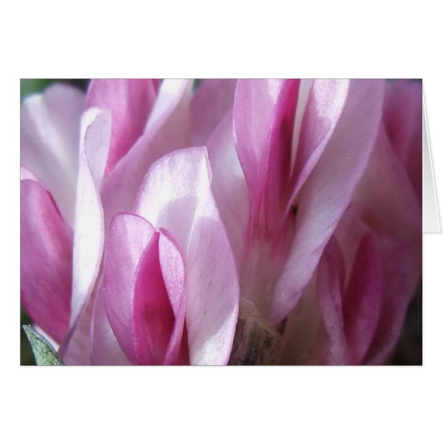 回避のクローバー (正面横)