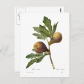 図 ポストカード (正面/裏面)