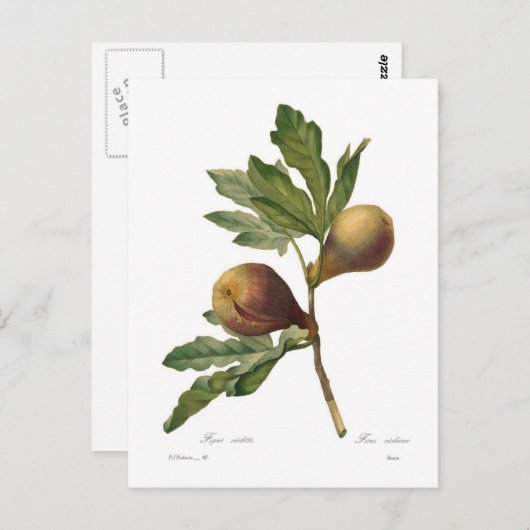 図 ポストカード (正面/裏面)