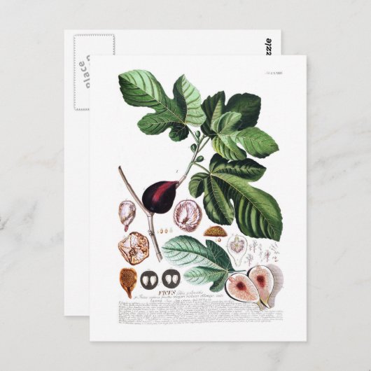 図 ポストカード (正面/裏面)