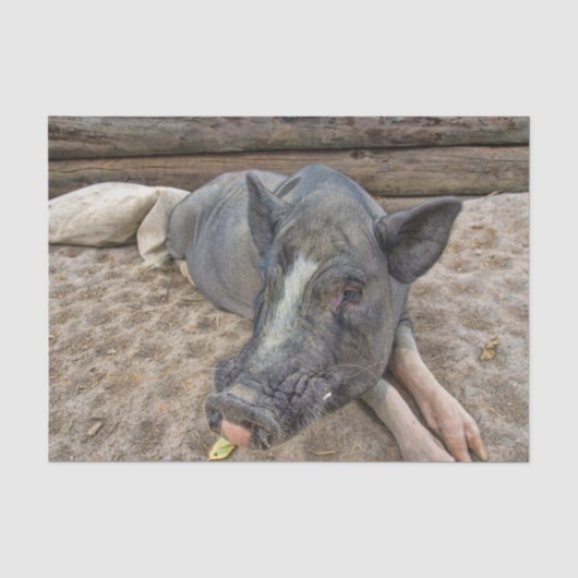 国の豚の飼育 動物 薄葉紙 (正面)
