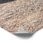 国内アジア水牛 ポスター (角)