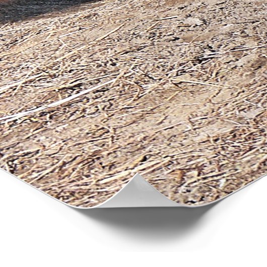 国内アジア水牛 ポスター (角)