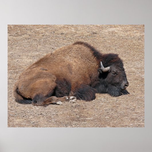 国内アジア水牛 ポスター (正面)