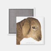 国内子羊 マグネット (正面/裏面)