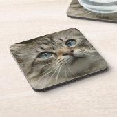 国内猫 コースター (左側)