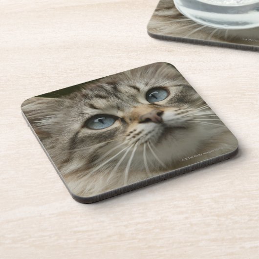 国内猫 コースター (左側)