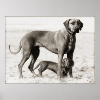 国土安全保障 ポスター