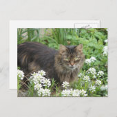 国産の長毛猫 ポストカード (正面/裏面)