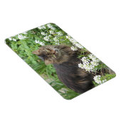 国産の長毛猫 マグネット (右側)