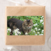 国産の長毛猫 ラベル (インサイチュ)