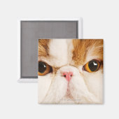 国産ネコ。Calico Harlequin Persian。クローズアップ マグネット (正面/裏面)